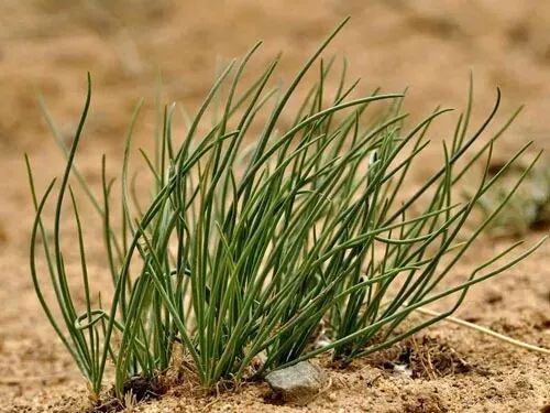 野生沙葱成了重点保护植物？别急着吐槽，这事儿真不简单